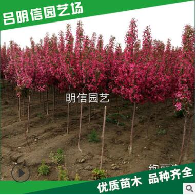 北美海棠基地凱爾斯 絢麗 亞當 高原之火 冬紅海棠