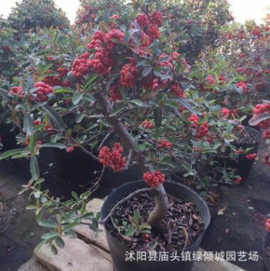 基地批發火棘盆景 火棘綠化苗 滿樹紅果高端盆景 庭院觀賞植物
