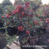 基地批發火棘盆景 火棘綠化苗 滿樹紅果高端盆景 庭院觀賞植物