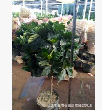 高檔實(shí)生獨(dú)干梔子花盆栽帶花苞發(fā)貨 大葉小葉獨(dú)桿牡丹梔子花高桿