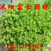 庭院種植 四季常青 園林專(zhuān)用綠化苗木 大葉黃楊球
