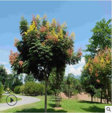 苗圃直銷園林綠化苗木樹苗行道樹苗欒樹苗北欒南欒樹苗黃山欒樹