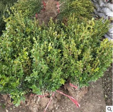 小葉黃楊批發(fā)冬青苗庭院珊瑚樹(shù)小苗 北海道黃楊苗 籬笆苗 冬青球