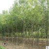 苗圃直銷白蠟樹苗 速生白蠟苗 對節白臘小苗批發綠化工程庭院樹苗