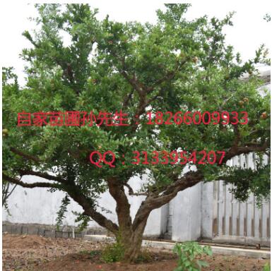 批發石榴樹當年結果石榴大樹軟籽甜石榴綠化苗木景石榴盆景樹樁