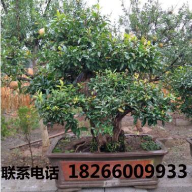 石榴樹盆景果樹大型花卉盆景下山樁 室內大中型石榴盆景樹樁