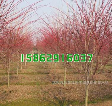 基地批發紅楓樹苗新品種 赤楓綠化工程小苗 中國紅楓