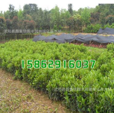 冬青樹苗批發 法國冬青苗 規格齊全 綠化工程苗木