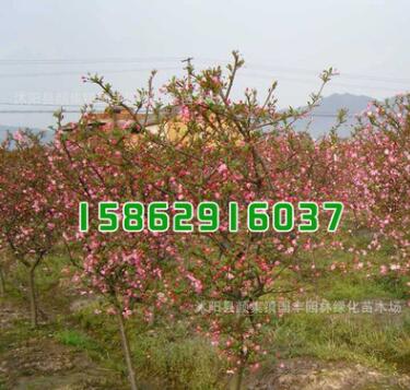 批發供應海棠小苗 垂絲海棠小苗 西府海棠小苗 品種規格齊全