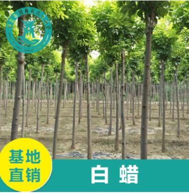 工程綠化6cm白臘樹 規(guī)格齊全優(yōu)質(zhì)白蠟