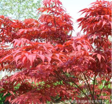 基地供應園林綠化樹 中國紅楓 廣西紅楓 紅楓觀賞