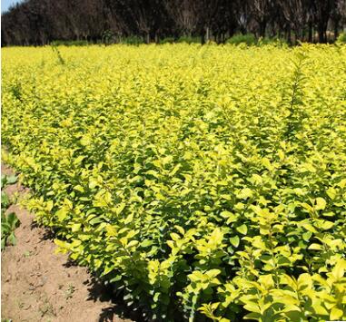 批發金葉女貞樹 庭院綠化小區園林綠化樹 四季常青庭院植物