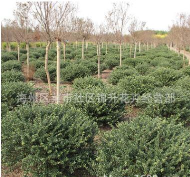 龜甲冬青球樹苗批發園林工程綠化苗木冬青球苗 行道綠籬龜甲冬青