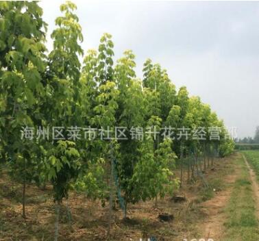 基地直銷復葉槭苗綠化苗木庭院種植色塊綠籬量大從優復葉槭苗