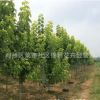 基地直銷復(fù)葉槭苗綠化苗木庭院種植色塊綠籬量大從優(yōu)復(fù)葉槭苗