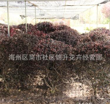 批發(fā)紅花檵木球工程綠化苗木行道點(diǎn)綴風(fēng)景美化量大從優(yōu)紅花繼木球