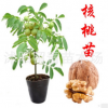 核桃苗直銷 新品種果樹苗 薄皮核桃樹苗 當年結果 嫁接核桃苗