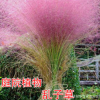 粉黛亂子草種子 多年生觀賞草 特價(jià)毛芒亂子草 粉米利草 庭院花卉