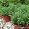 迷迭香 海洋之露 艾菊草 迷迭香草 迷迭香盆栽迷迭香小苗園林綠化