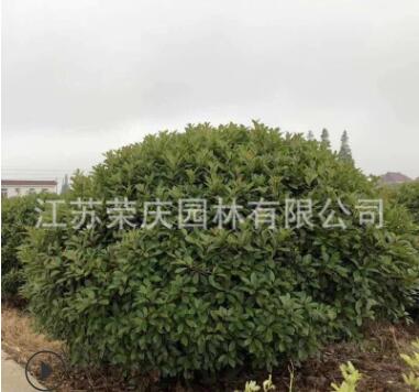 基地直銷北海道黃楊大葉黃楊小葉黃楊工程綠化苗木批發(fā)品種齊全