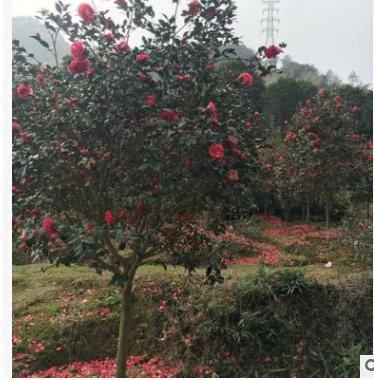 行道觀花植物 四季山茶花大苗 花卉苗圃基地直銷 園林綠化樹木