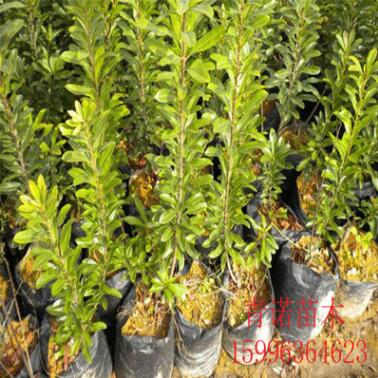 東魁楊梅苗 楊梅樹苗