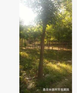 金葉榆樹 根粗葉茂由蠡縣林堡專業(yè)苗木基地配植各種粗細應有盡有