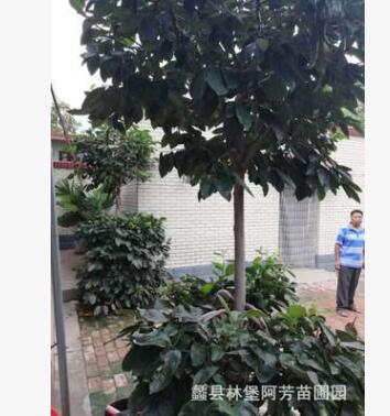 盆景柿子樹 苗木批發銷售 苗木基地各種各樣的果樹 家庭種植樹木