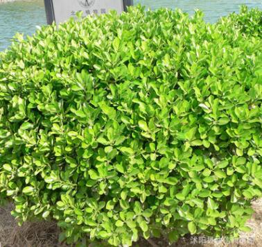 批發(fā)小葉黃楊球樹苗 四級常青色塊綠植園林綠化灌木 小葉黃楊球苗