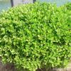 批發(fā)小葉黃楊球樹苗 四級常青色塊綠植園林綠化灌木 小葉黃楊球苗