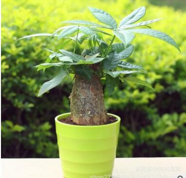 批發(fā)獨桿發(fā)財樹 室內(nèi)盆栽綠植 凈化空氣 水培土培招財樹 基地直銷