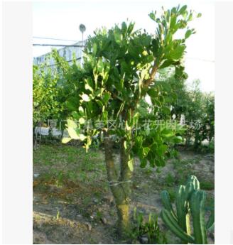 單刺團扇 仙人掌樹 仙巴掌 沙生植物造景經典品種