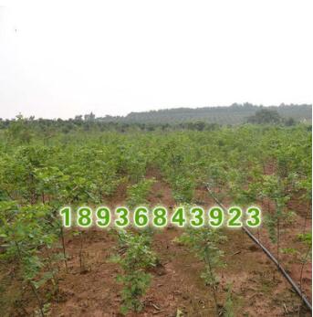 批發(fā)優(yōu)質大規(guī)格樸樹小苗樸樹種子樸樹基地成活率榆科樸屬落葉喬木