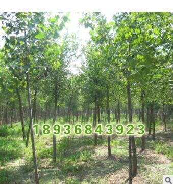 基地直銷優質林木 白蠟小苗 工程綠化用苗白蠟苗 園林綠化白蠟苗