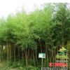 批發(fā)竹子 金鑲玉 四季竹 金絲竹 毛竹 工程 庭院綠化