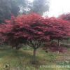 批發美國紅楓日本紅楓樹 紅楓規格齊全 工程綠化落葉喬木紅楓樹