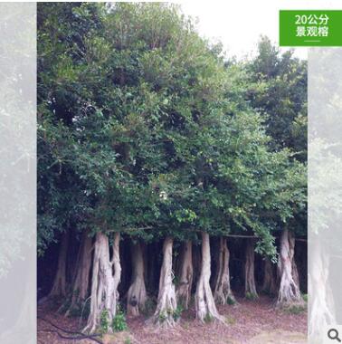 景觀榕 小葉榕 基地直銷 規格齊全 款式多樣