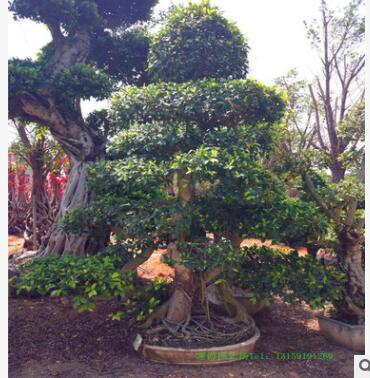 小葉榕 榕樹 樹樁盆景 榕樹盆景 福建小葉榕 氣根榕樹