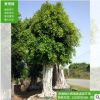 景觀榕 小葉榕 基地直銷 規格齊全 款式多樣 沙西鎮蓬源園藝場