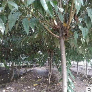 基地出售紫葉碧桃苗 庭院植物紅葉碧桃規(guī)格齊全大量供應(yīng)