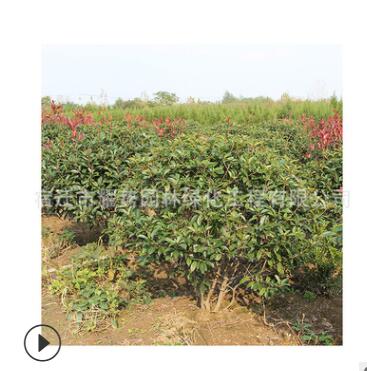 紅葉石楠球批發(fā) 道路色塊綠化苗木 高桿紅葉石楠球 樹苗綠籬樂