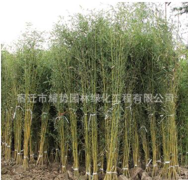 金鑲玉竹批發庭院圍墻綠化竹子苗園林竹類植物黃金竹