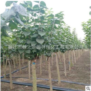 丁香樹苗批發 庭院觀賞植物 紫丁香 園林綠化苗木 規格齊全