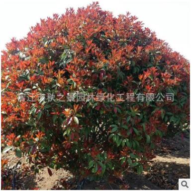 紅葉石楠球批發(fā) 工程綠化苗木 彩葉灌木 園林觀賞植物 規(guī)格齊全
