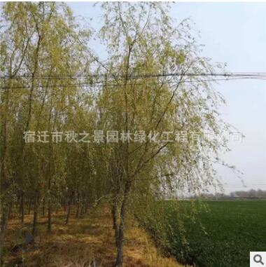 垂柳樹苗批發 庭院觀賞植物 行道樹 園林綠化樹木 規格齊全