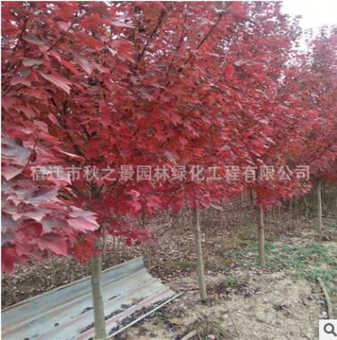 美國紅楓樹苗批發(fā) 園林綠化苗木秋火焰、夕陽紅、十月光輝
