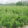 龍柏苗基地批發(fā) 四季常青 小龍柏苗 園林觀賞植物 工程綠化灌木
