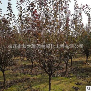 美人梅樹苗批發(fā) 彩葉花灌木 庭院觀賞植物 園林綠化風景樹