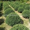 龜甲冬青基地直銷 龜甲冬青球 園林綠化植物 規(guī)格齊全 量大從優(yōu)