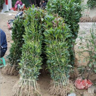產(chǎn)地 桂花樹八月桂花 八月桂花樹苗 金桂 丹桂 品種多樣